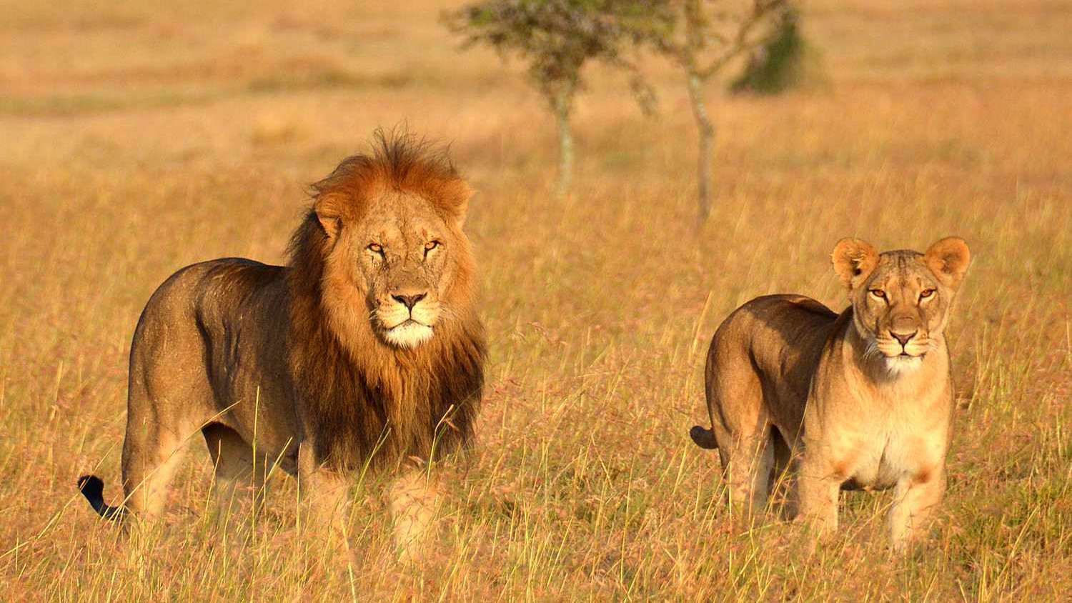 Everything you need to know about traveling to Mozambique