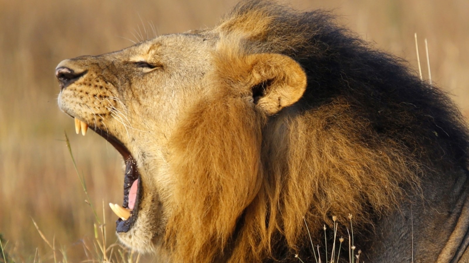 "Ethiopian Heritage :Cultural Marvels & Natural Wonders"