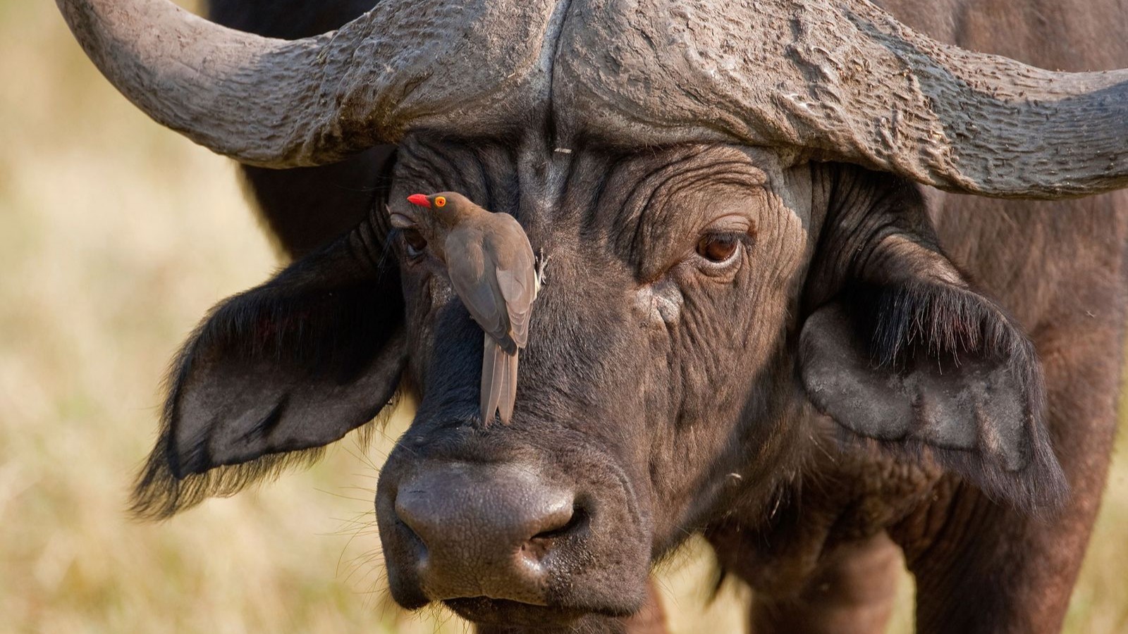 Malawi Wildlife & Beach Discovery: Wildlife Wonders in