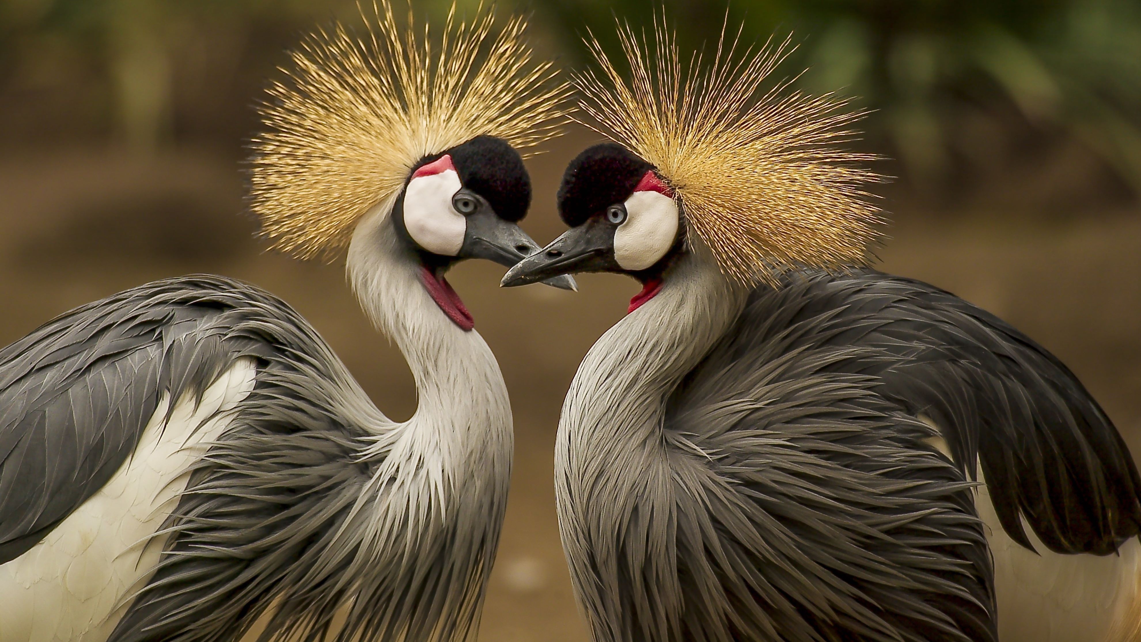 East African Grand Tour: 21-Day Wildlife, Culture, and Island Tour