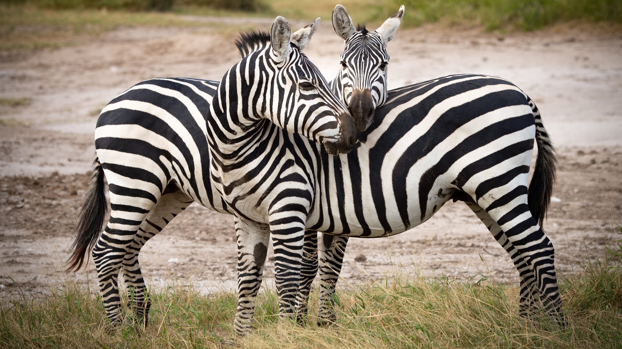 Pearl Of East Africa Safari: 21 Days Of Nature, Culture, And Adventure