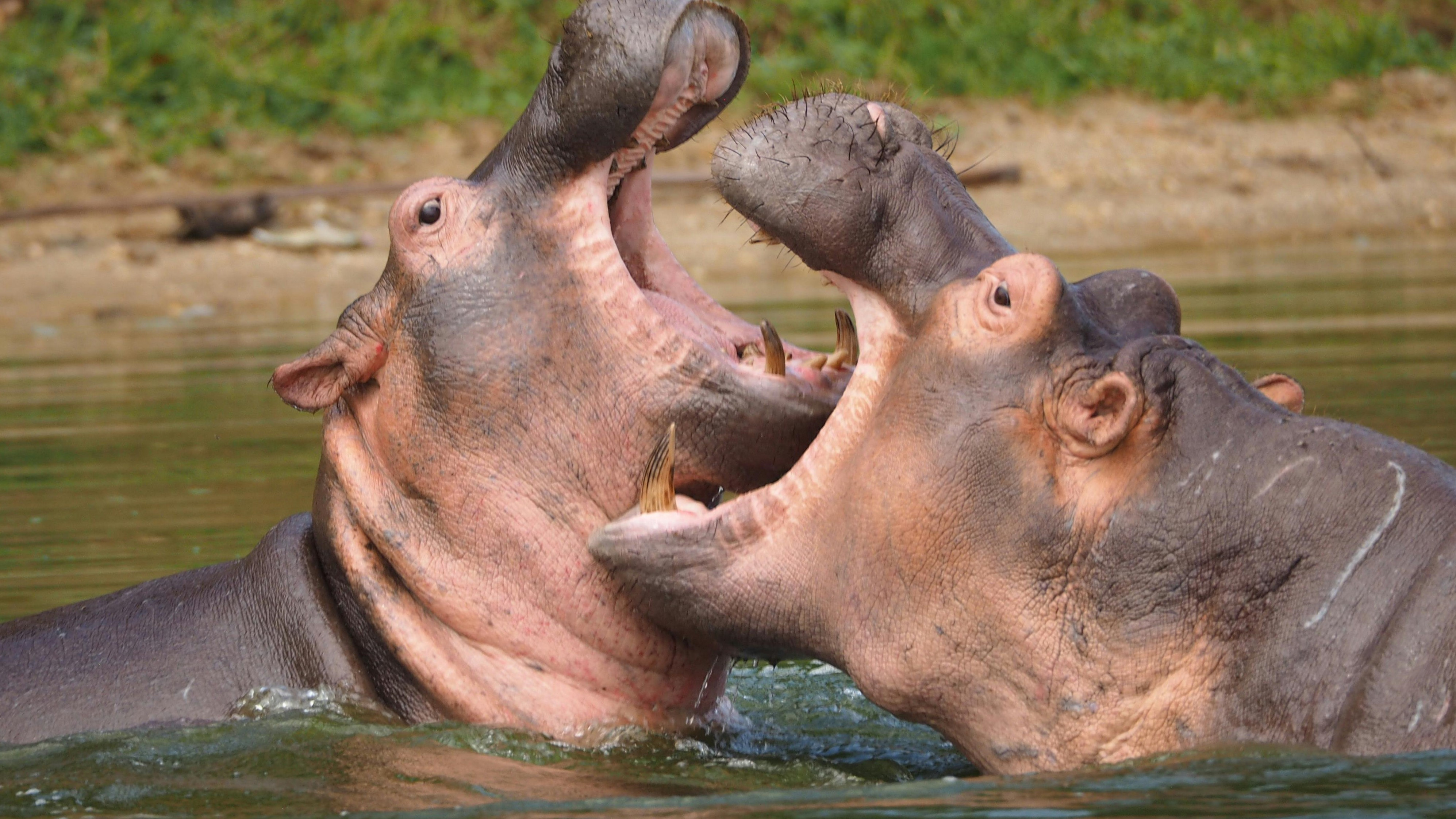 Uganda Wildlife Wonders: Discovering Uganda's Natural Marvels in 7 Days with Hi2Africa