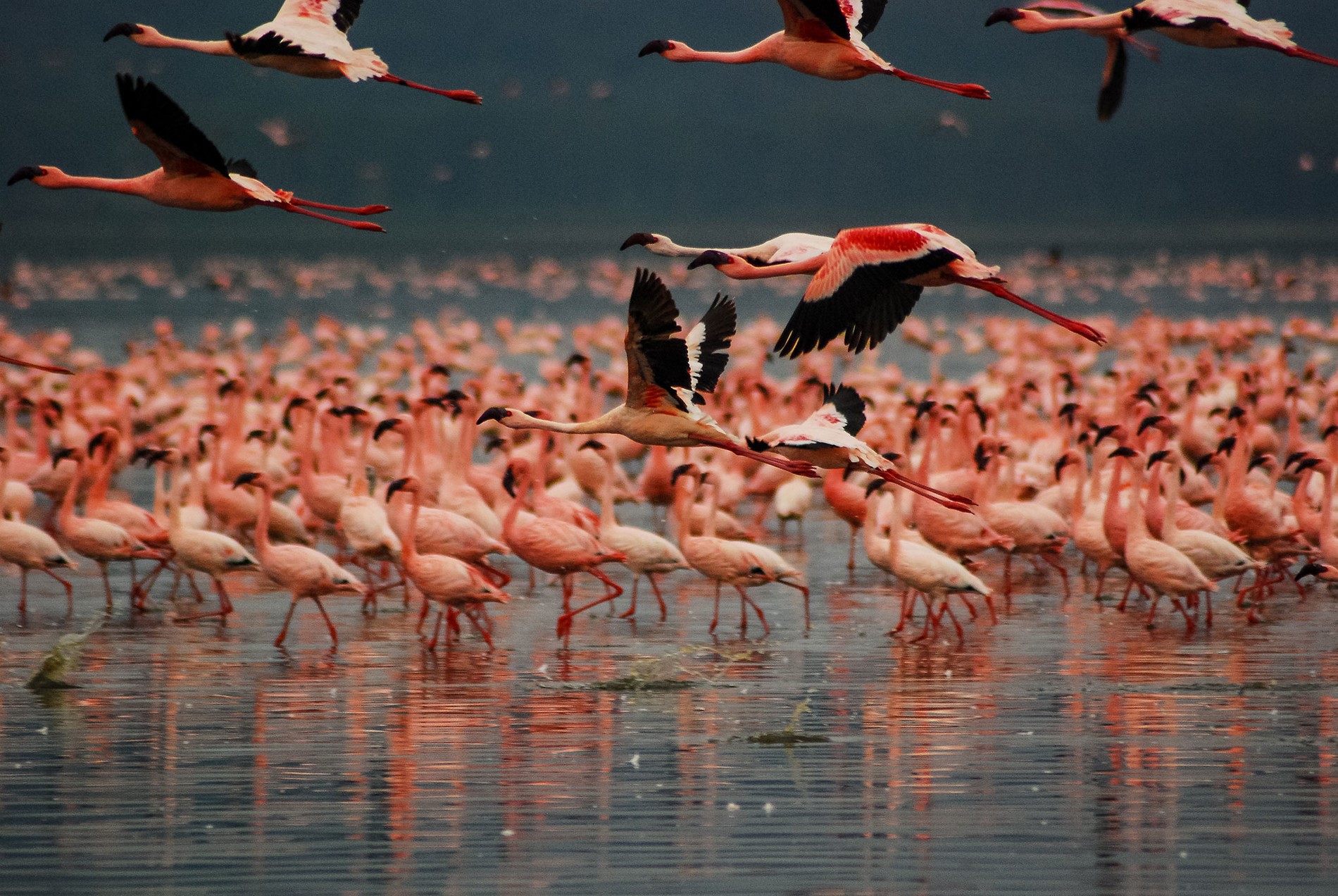 East African Expedition: 14-Day Safari from Nairobi to Tanzania and Kampala