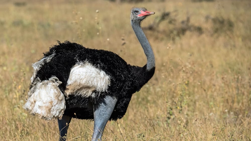 Kenya Express Safari: Kenya Express Safari