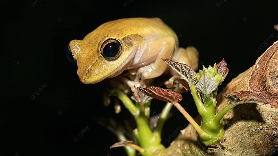 Madagascar Wildlife Discovery: 7-Day Safari Extravaganza