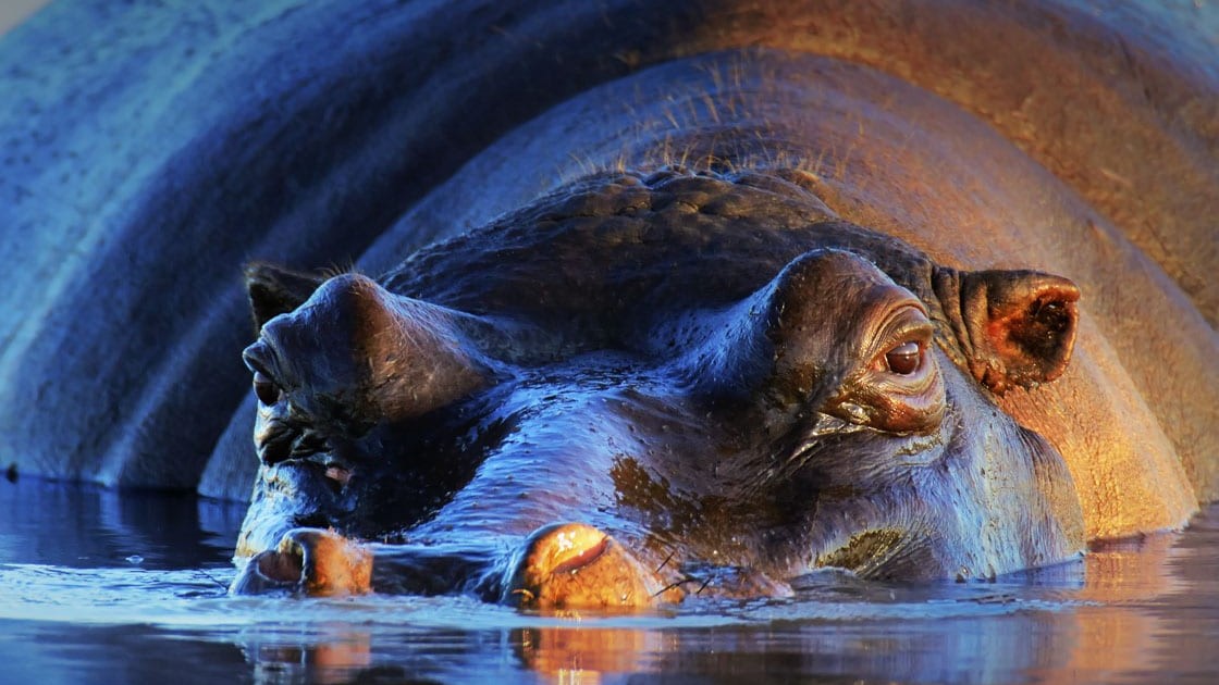 Discover Mozambique's Charm:5 Days Safari Adventure