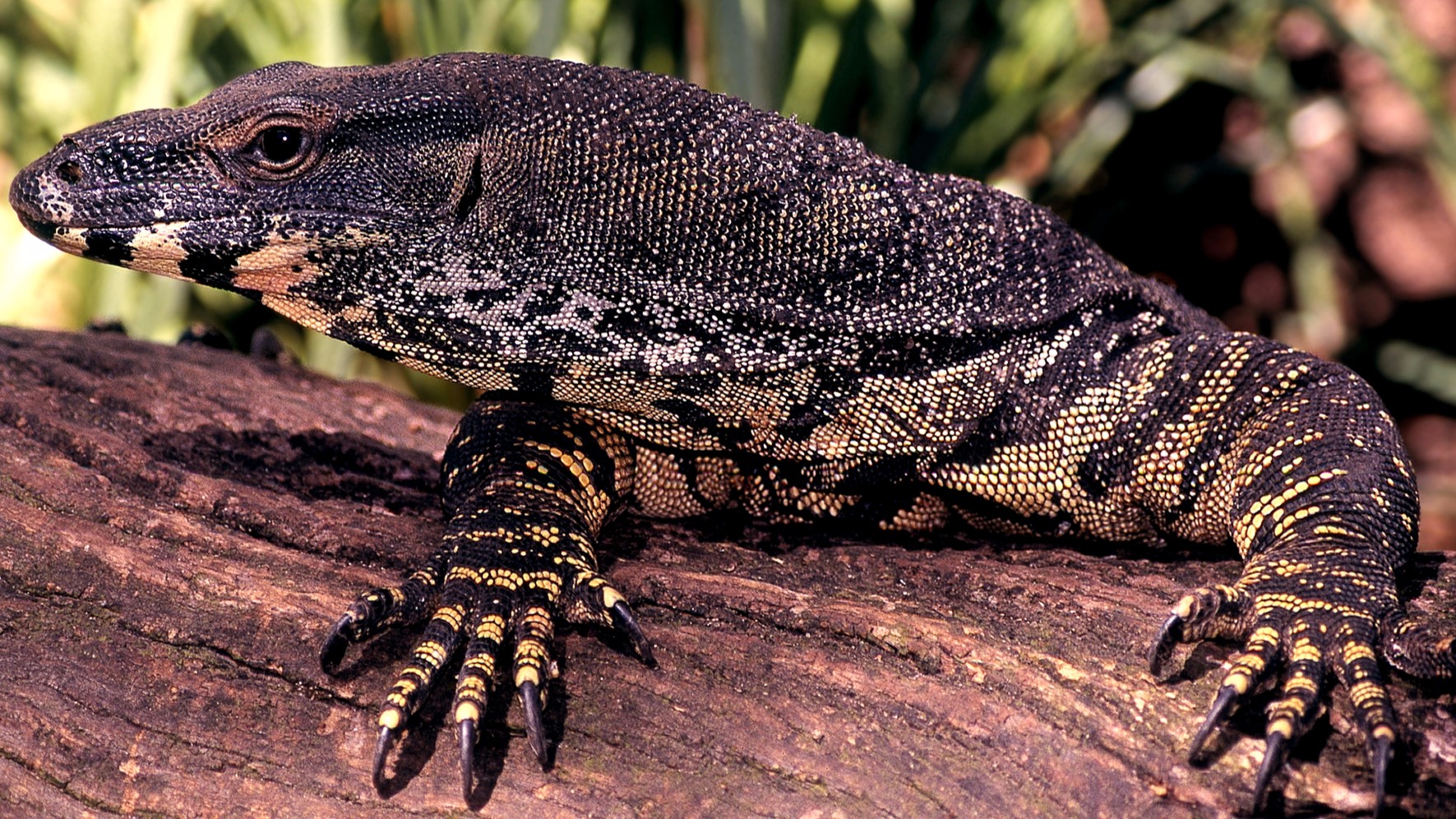 Explore Mozambique's Beauty: Unveiling Mozambique's l Wonders in 7 Days